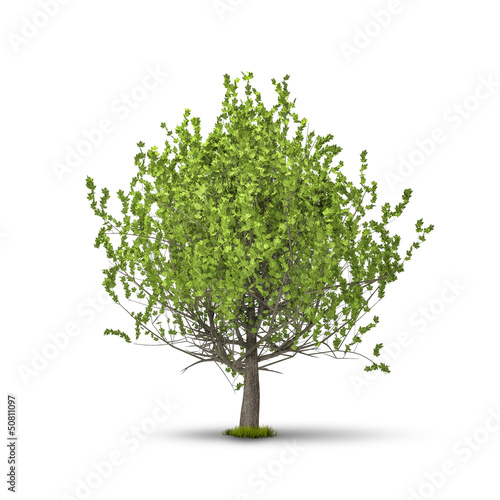 tree isolated on white