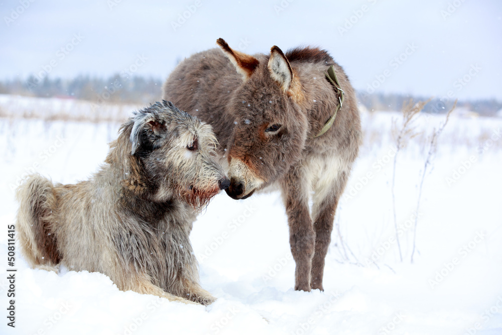 Fototapeta premium irish wolfhound dog and donkey