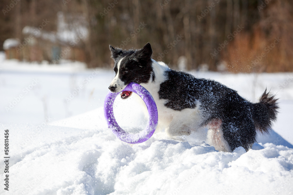 Border Collies play with toy at winter Border Collies play with toy at winter