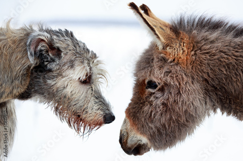 Fotobehang irish wolfhound dog and donkey