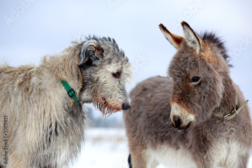 фотографія irish wolfhound dog and donkey
