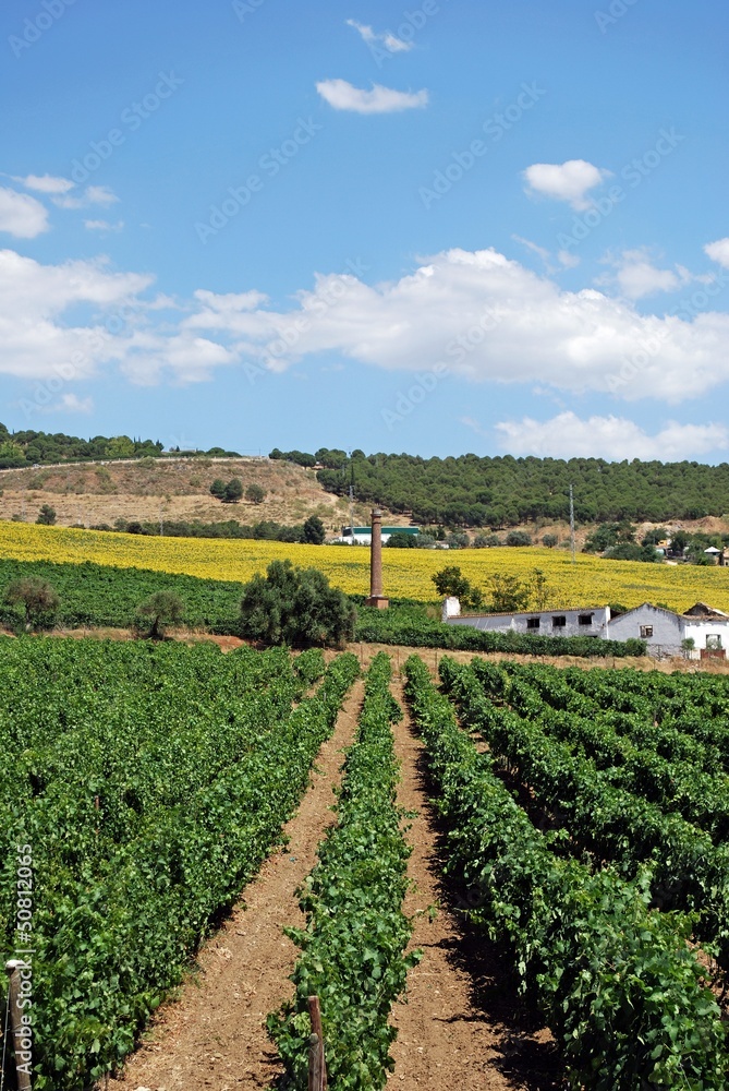 Vineyards, Cortes de la Frontera, Spain © Arena Photo UK Vineyards, Cortes de la Frontera, Spain © Arena Photo UK