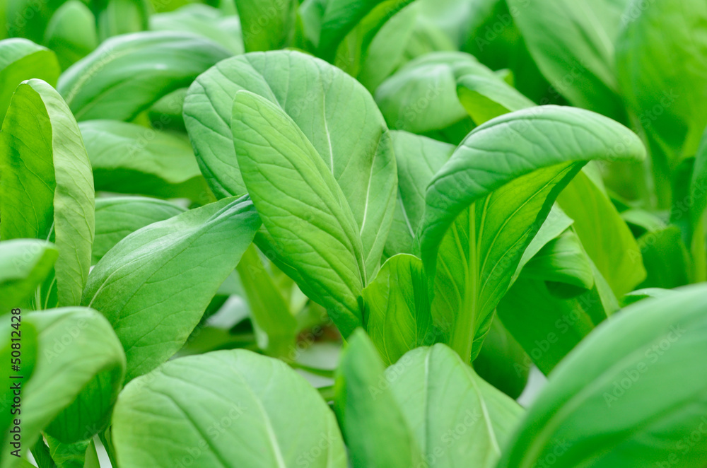 Fresh green salad vegetable Fresh green salad vegetable