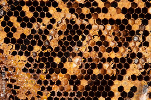 Honeycomb and worker honey bees close-up