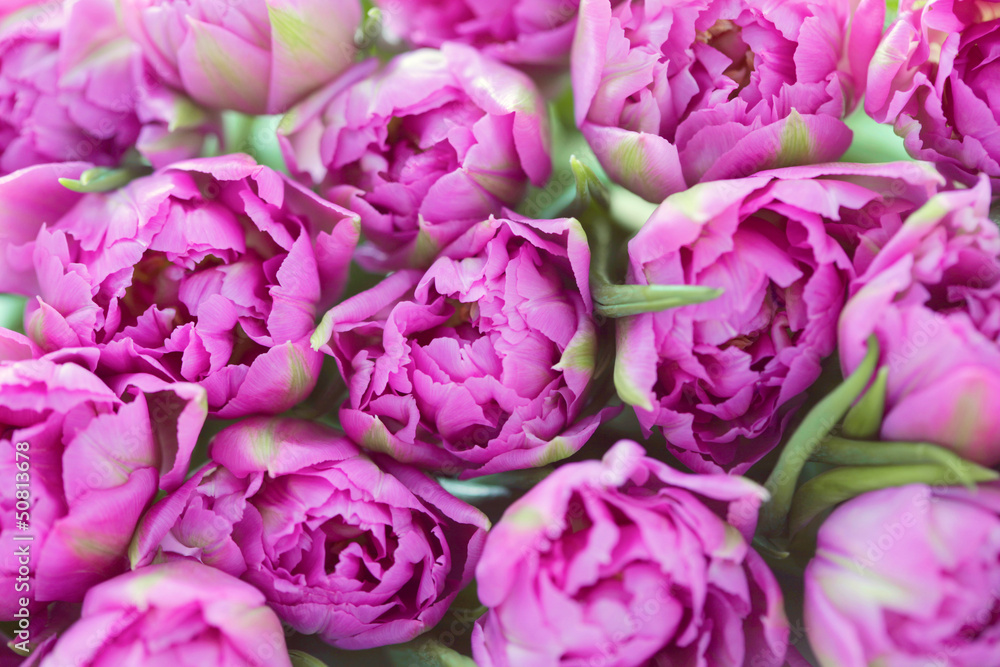lovely pink lovely pink