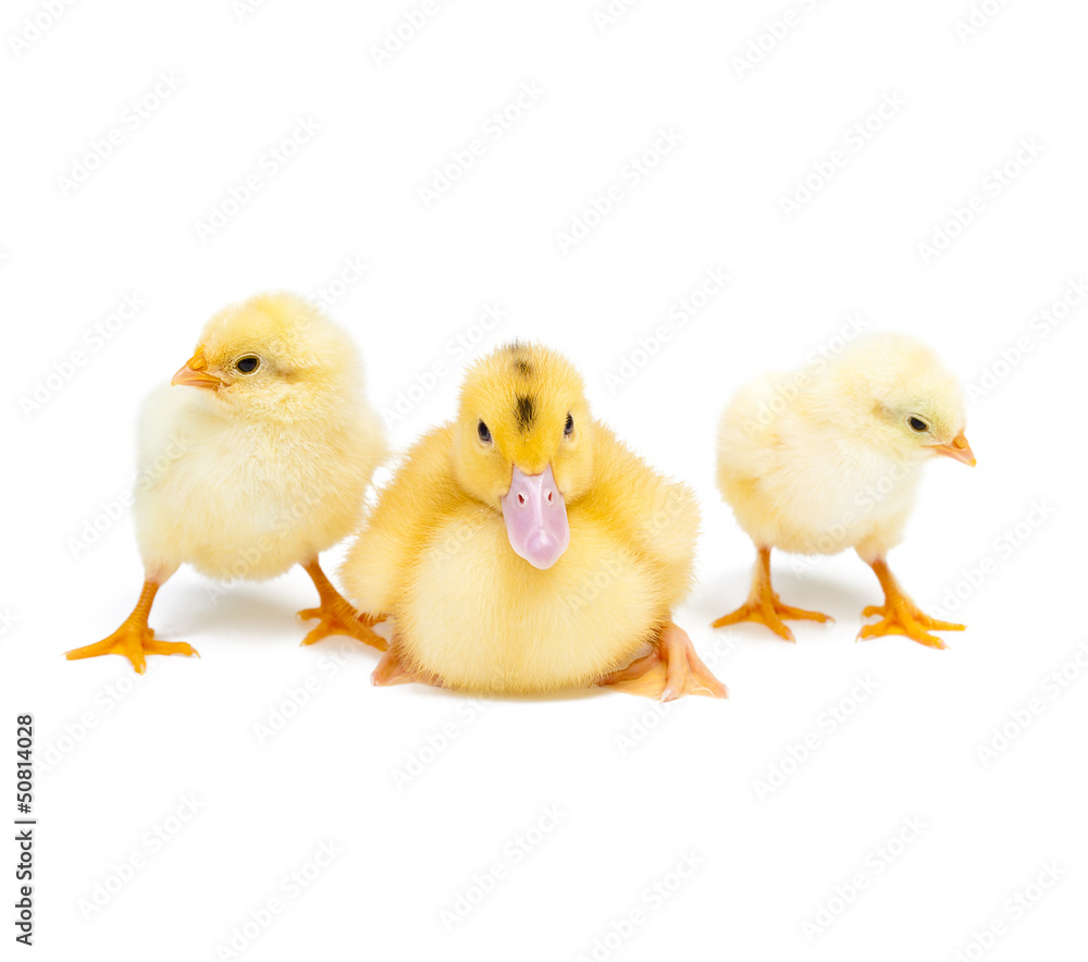 Little duck and chicken on white background