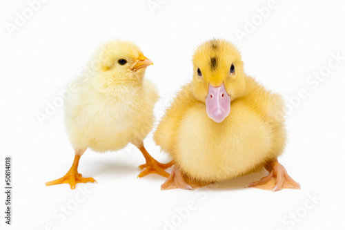 Little duck and chicken on white background © Maygutyak