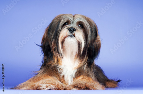 Tableau sur toile lhasa apso dog on purple background