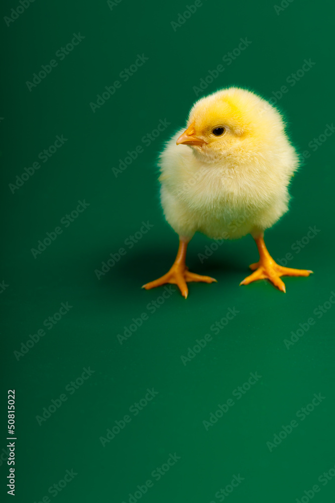 Little chicknen on green background Little chicknen on green background