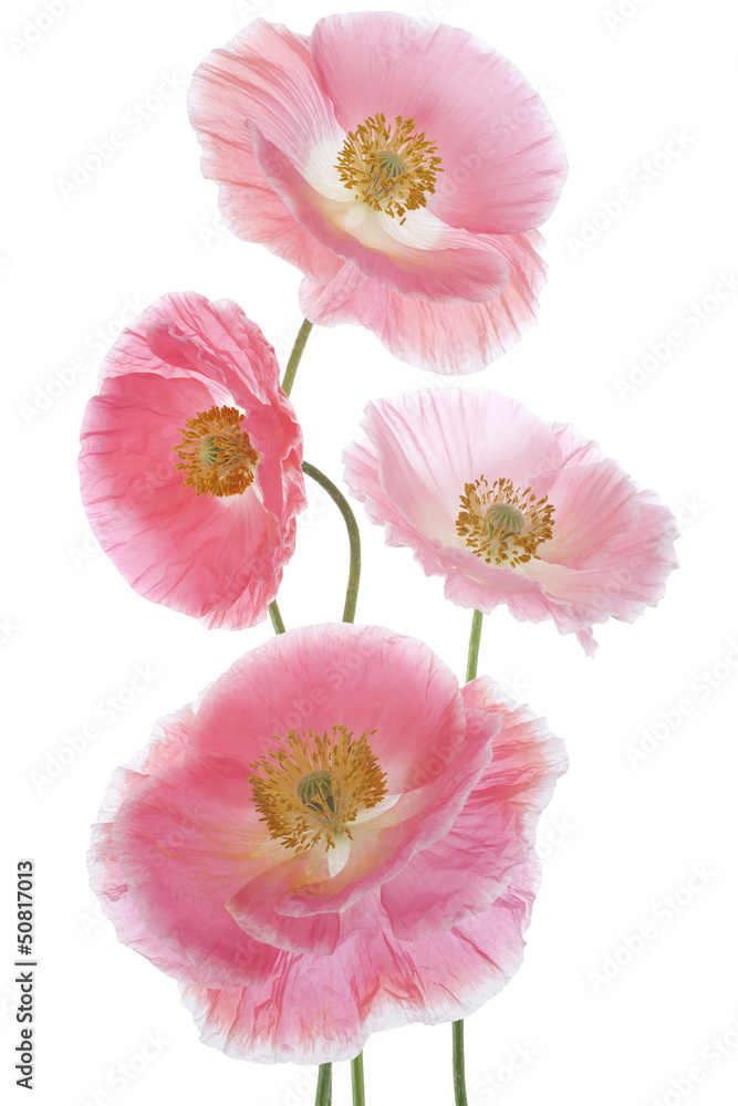 Fototapeta premium poppy