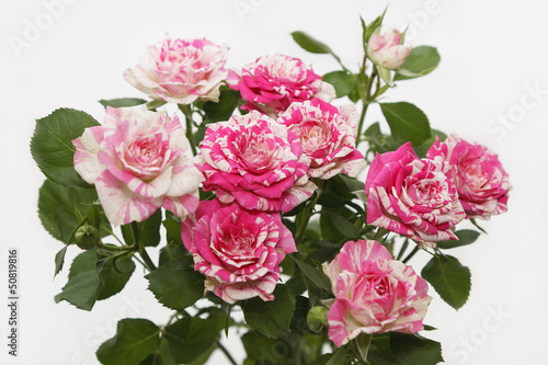 Bouquet of rose bush. Shallow DOF.