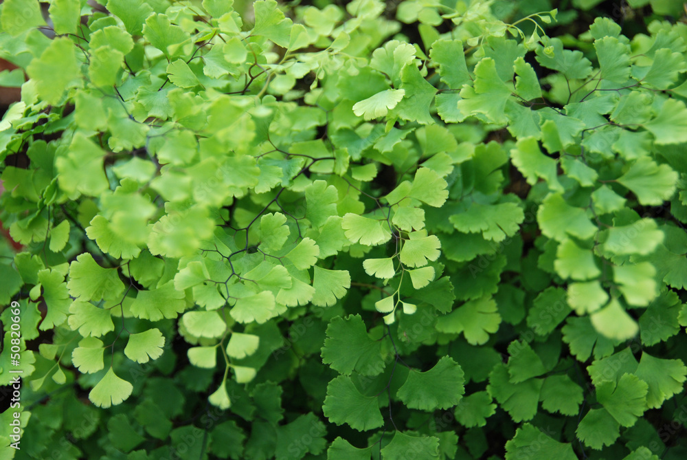 Adiantum raddianum Adiantum raddianum