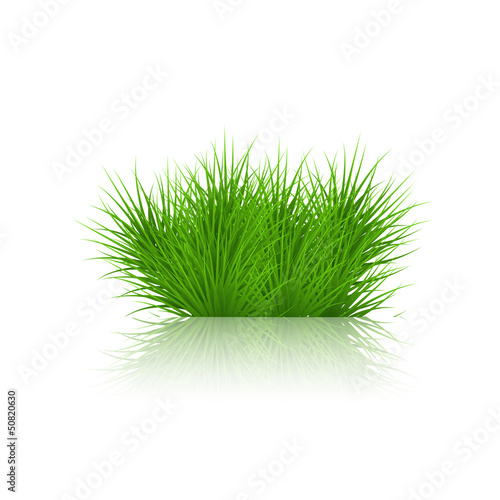 Vector grass on white background. eps10
