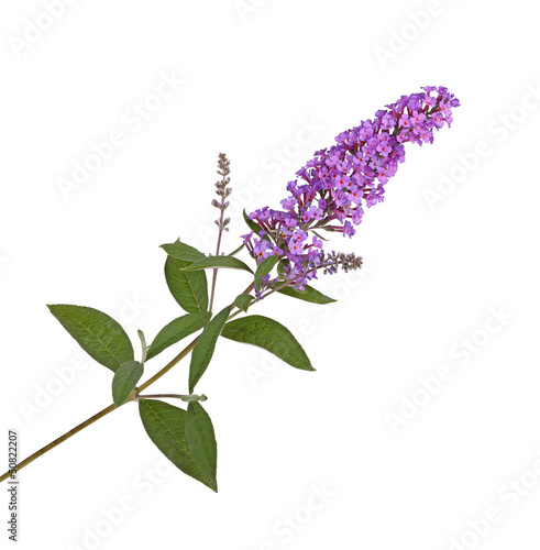 Spray of purple flowers from a butterfly bush against white photo