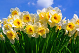 White Narcissuses skyline.