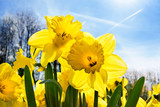 Yellow Narcissuses skyline.
