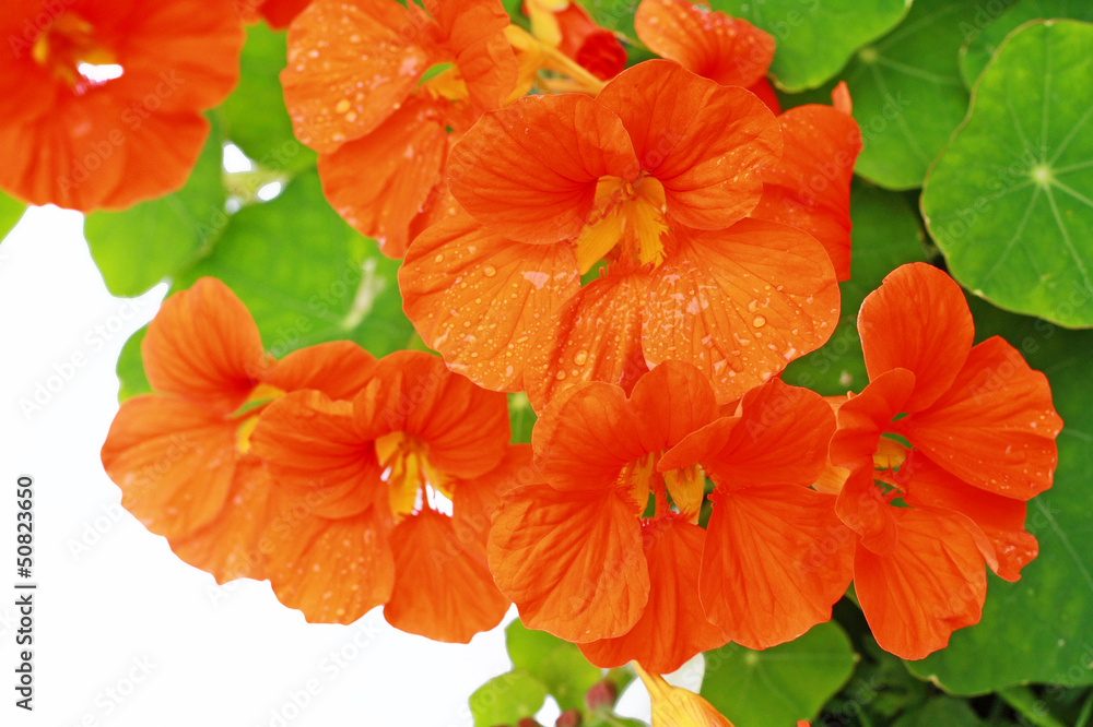Blooming nasturtium in the garden Blooming nasturtium in the garden