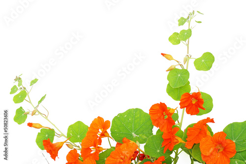 Tableau sur toile Blooming nasturtium in the garden