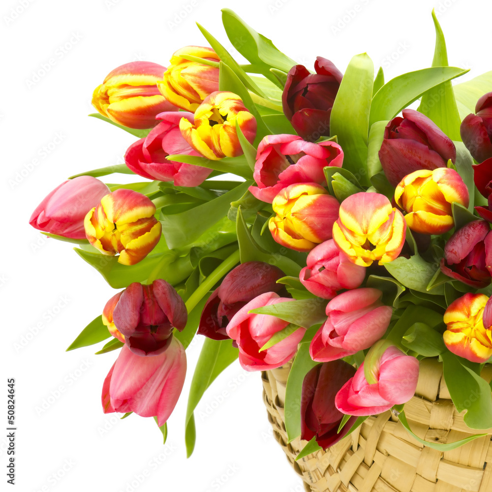 colourful tulips in a basket colourful tulips in a basket