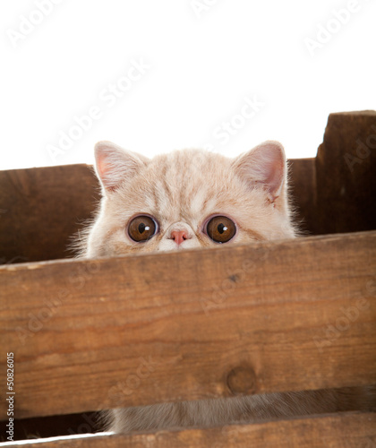 Exotic shorthair cat. beautiful cat in a box.