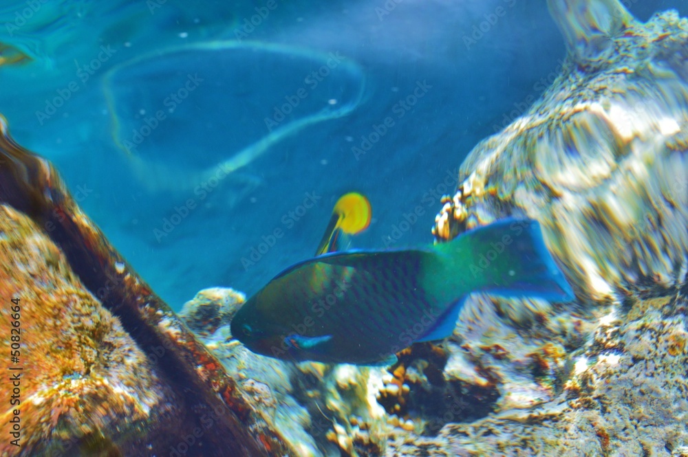 Obraz premium Blauer Fisch