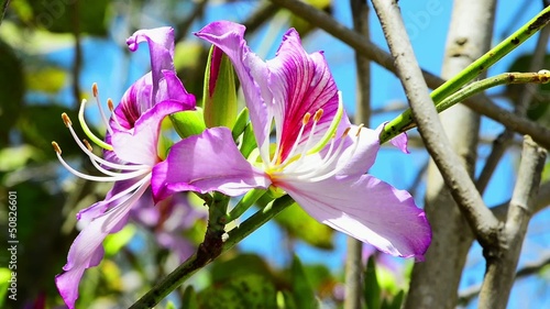 Beautiful pink flowers of the orchid tree photo