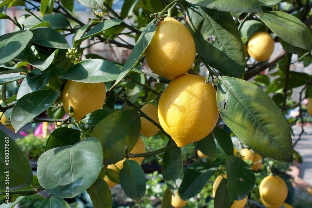 Lemons growing on lemon tree