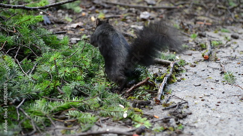 Many black squirrels feeding under green pine tree in the park