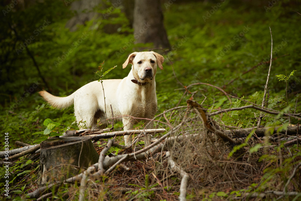 Fototapeta premium Yellow labrador retriever is waiting in deep forest.