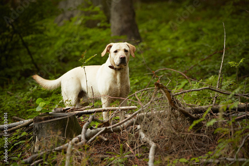 Yellow labrador retriever is waiting in deep forest.