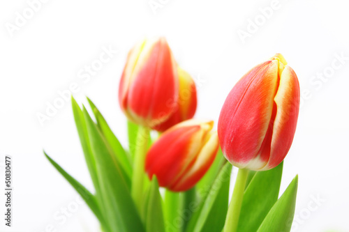 tulips - Tulpen