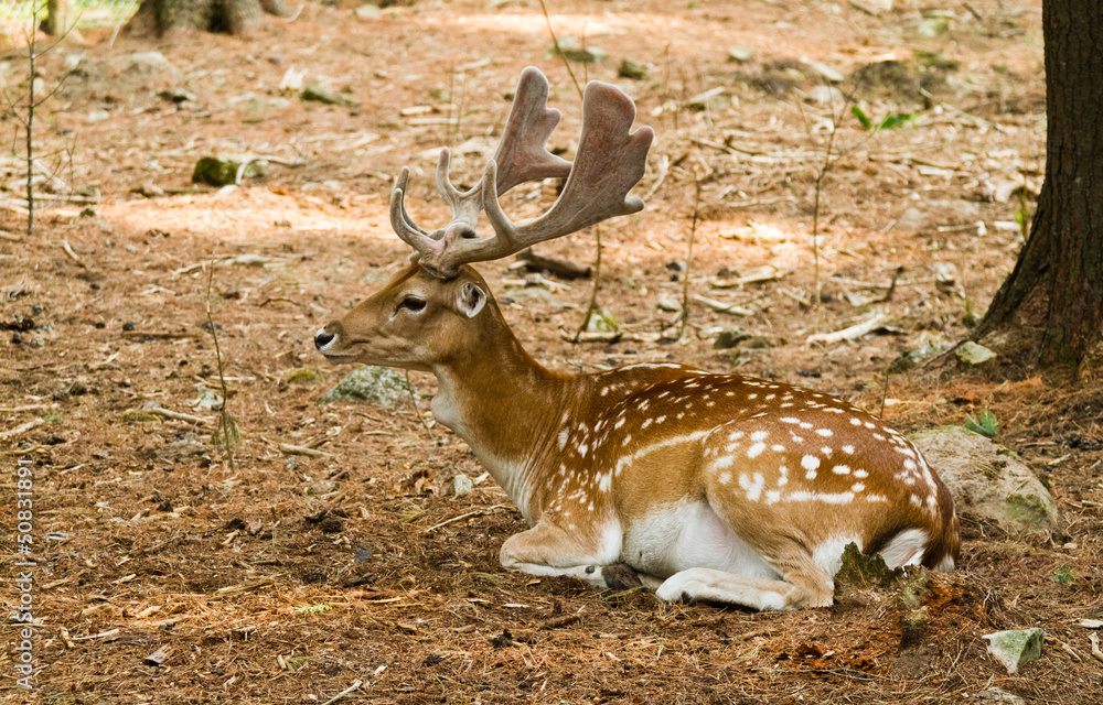 Fallow deer in forest.