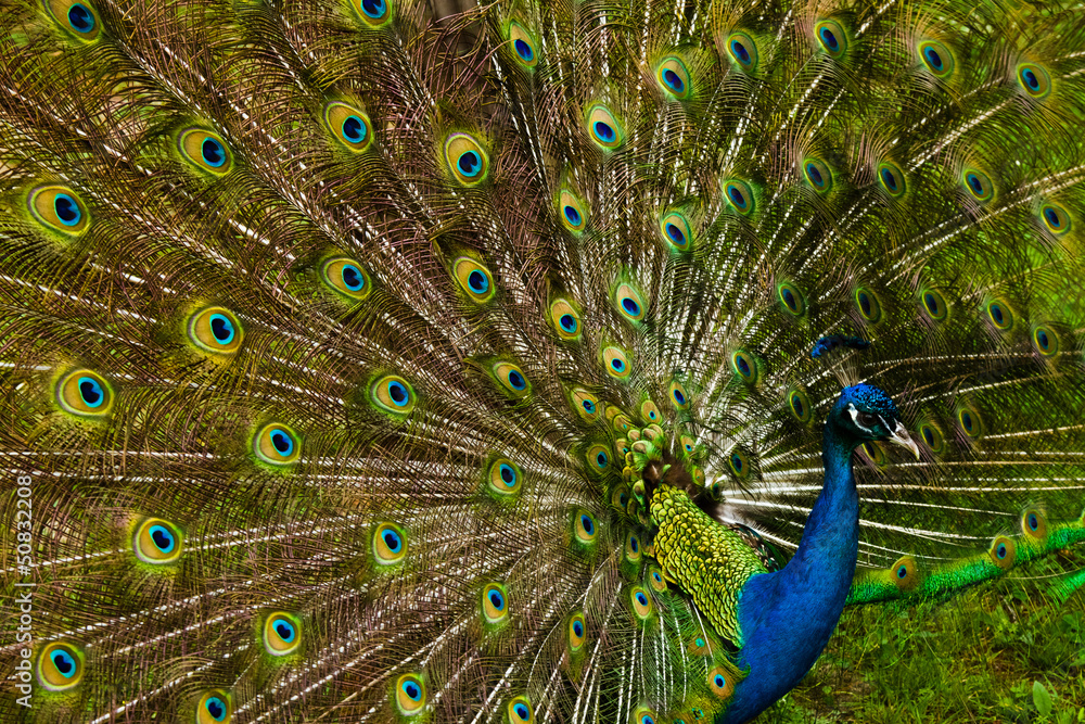 Obraz premium Beautiful peacock feathers.