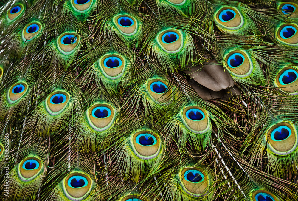 Obraz premium Peacock feathers.