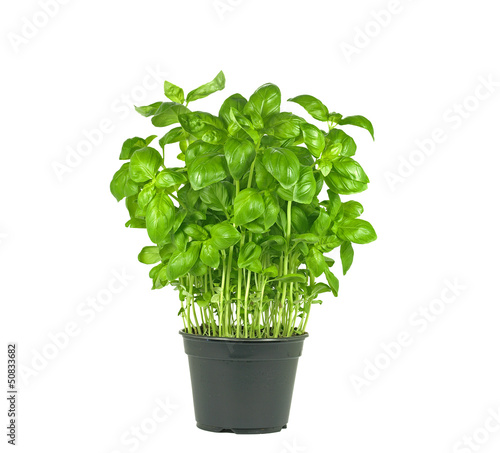fresh basil plant