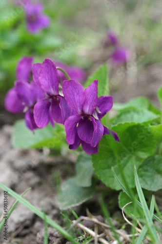 Viola odorata