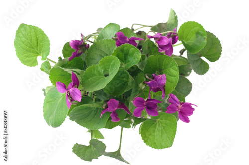 Viola odorata on a white background