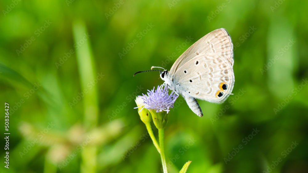 Obraz premium Cycad Blue or Plains Cupid butterfly ( Chilades pandava)