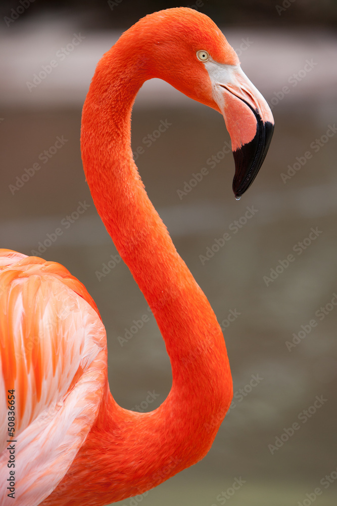 Fototapeta premium Flamingo