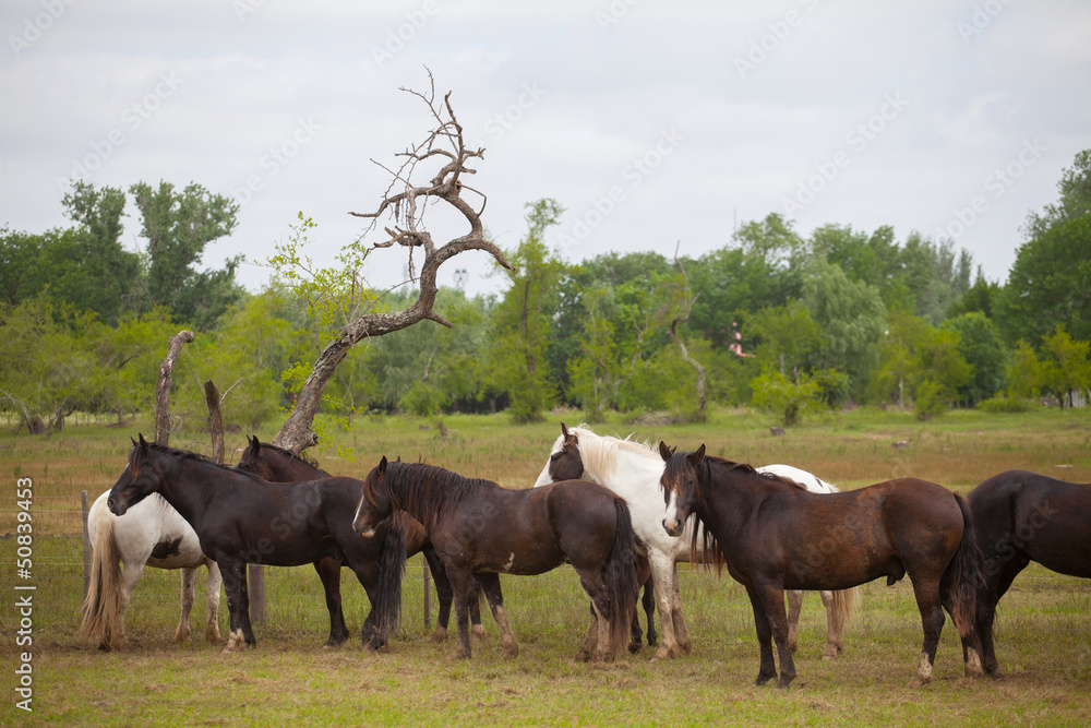 Horses at gaucho festival, Argentina