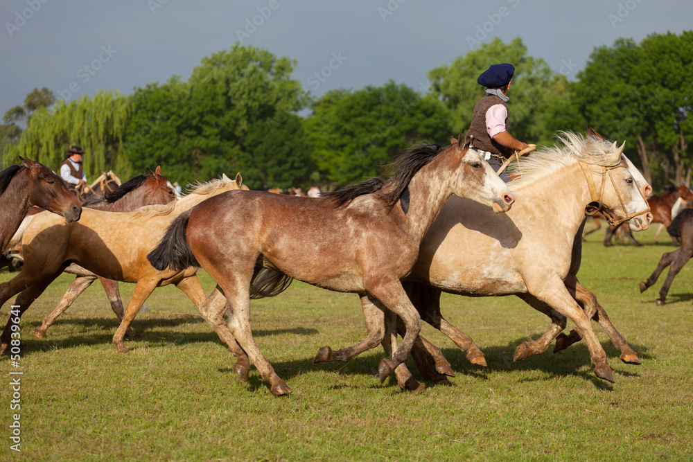 Horses at gaucho festival, Argentina