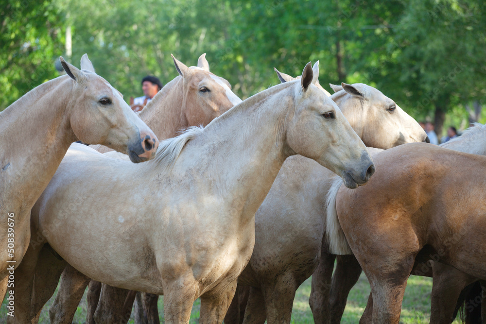Obraz premium Horses at gaucho festival, Argentina