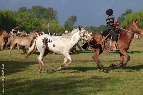 Horses at gaucho festival, Argentina