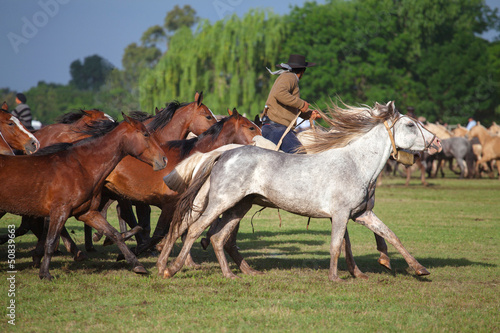 Horses at gaucho festival  Argentina