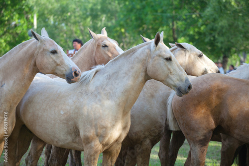 Horses at gaucho festival  Argentina