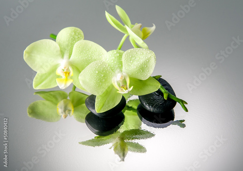 Zen stones and green orchid with water drops. Spa concept.