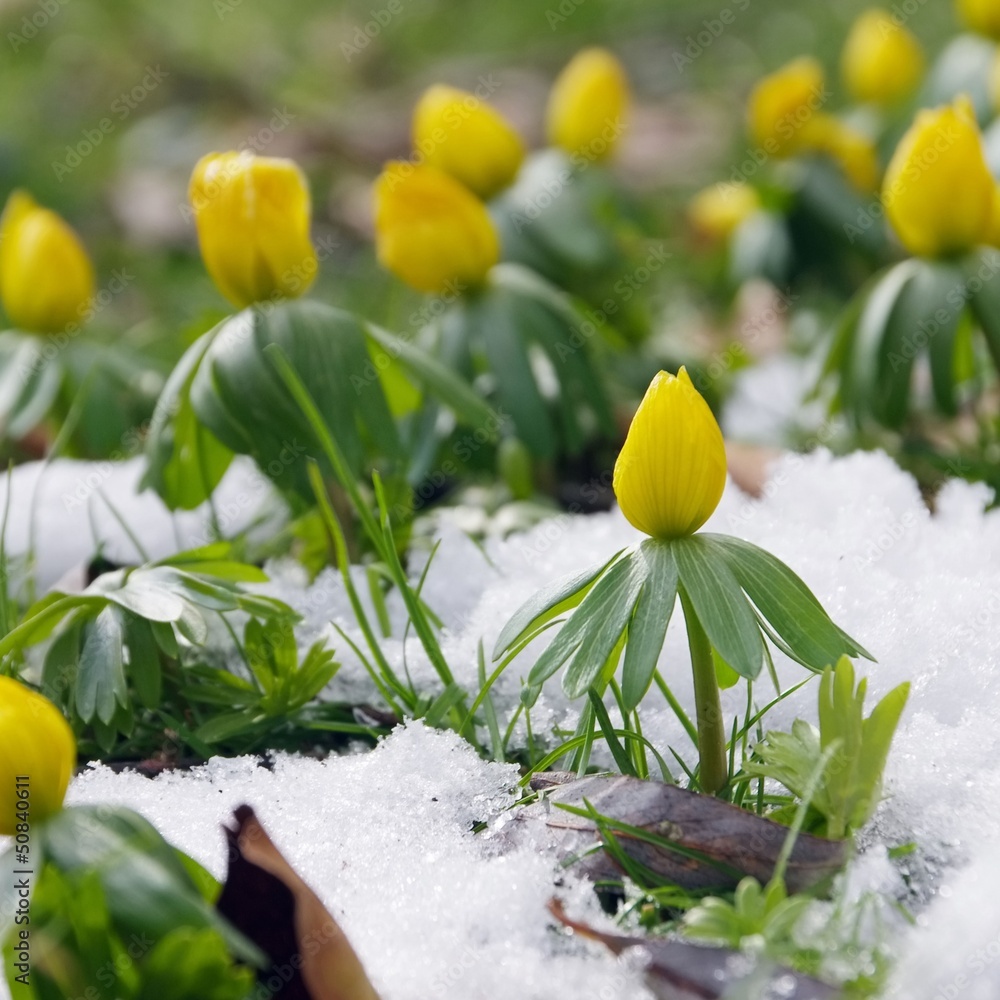 Naklejka premium Winterling - winter aconite 02