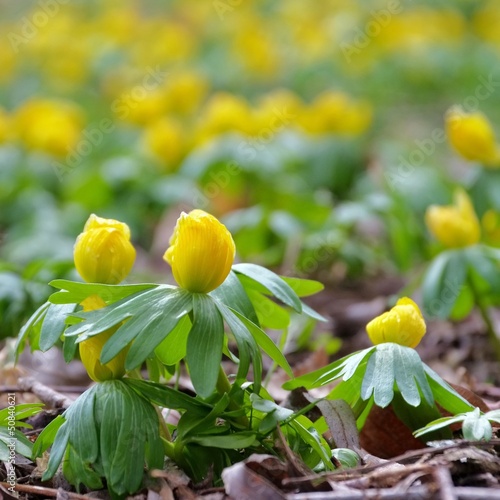 Winterling - winter aconite 05 photo