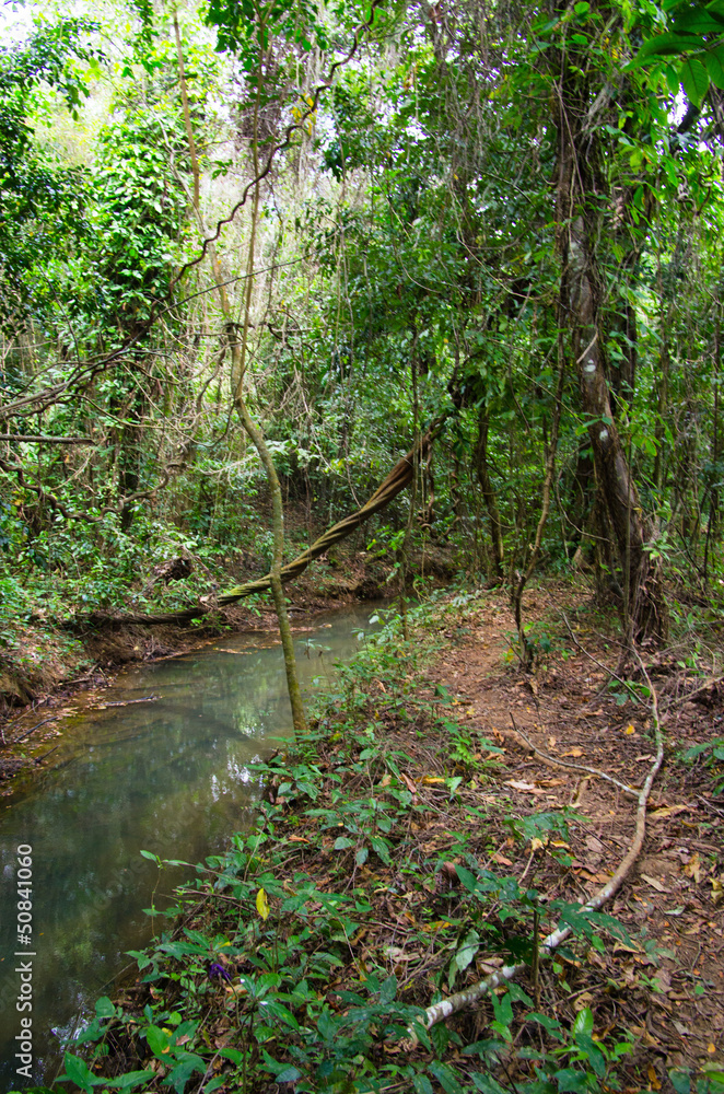 Fototapeta premium jungle