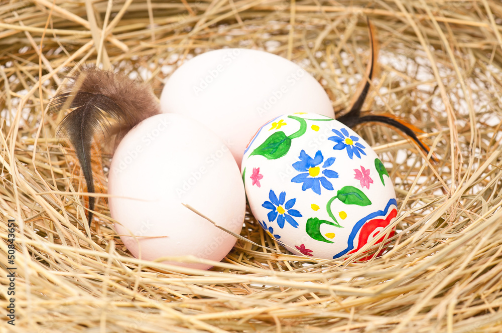 Fototapeta premium Birds nest